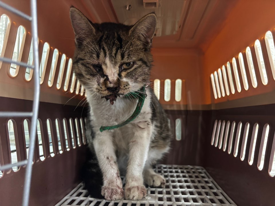 가정동물병원_428356202501442